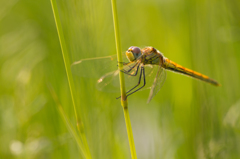 Sympetrum fonscolombii （スナアカネ）