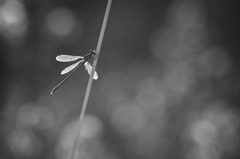 Lestes virens