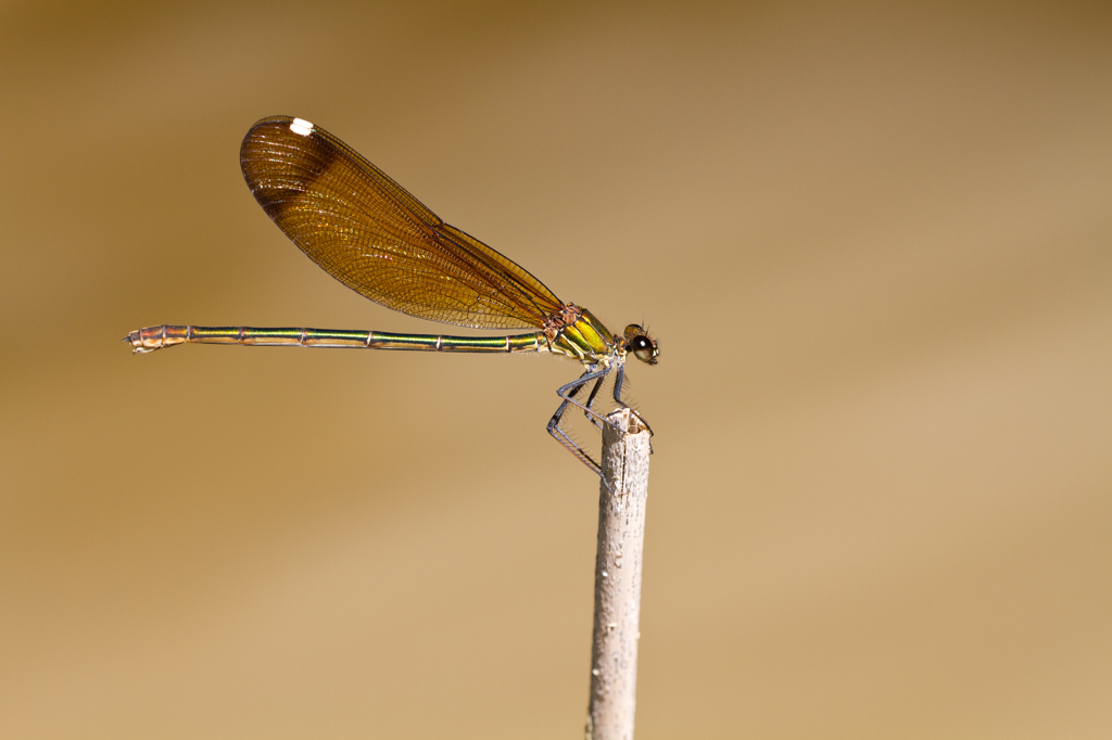Calopteryx haemorrhoidalis　（カワトンボ科）