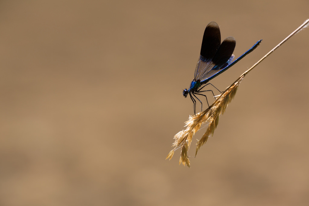 Calopteryx splendens