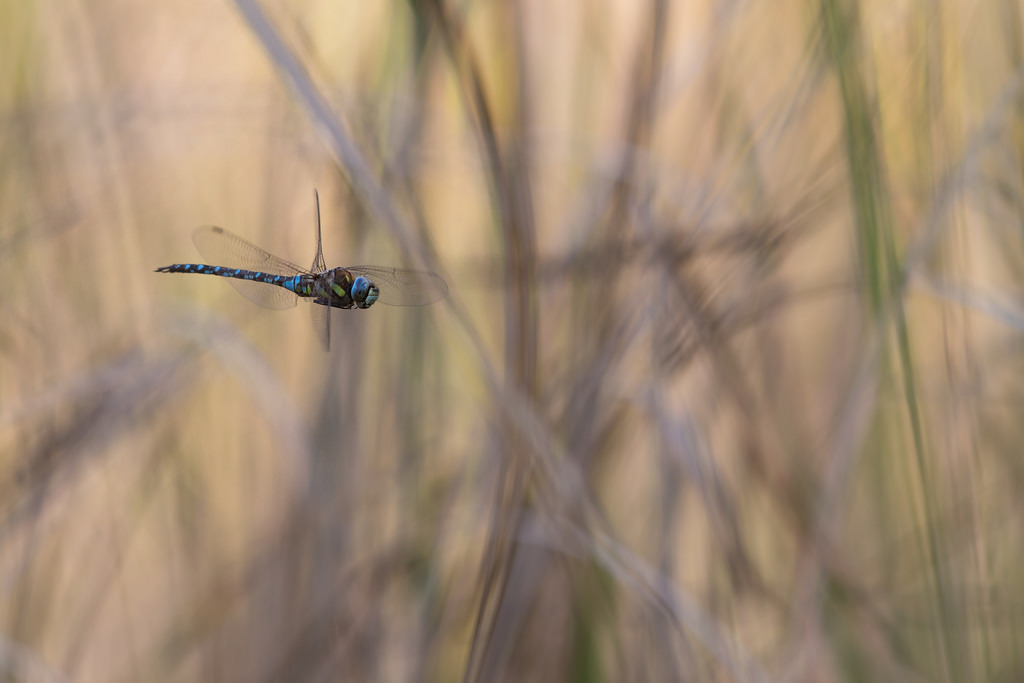 Aeshna mixta