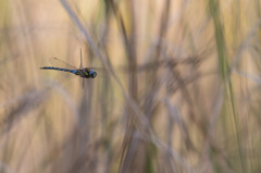 Aeshna mixta