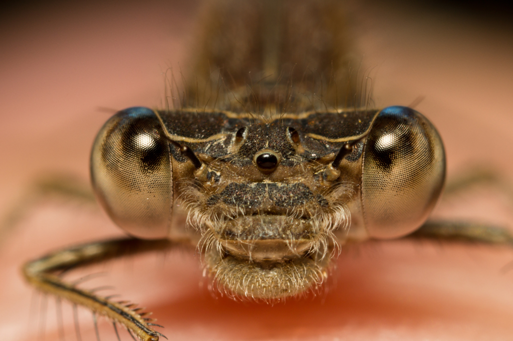 Sympecma fusca　（アオイトトンボ科）