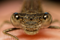 Sympecma fusca　（アオイトトンボ科）
