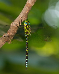 Aeshna cyanea