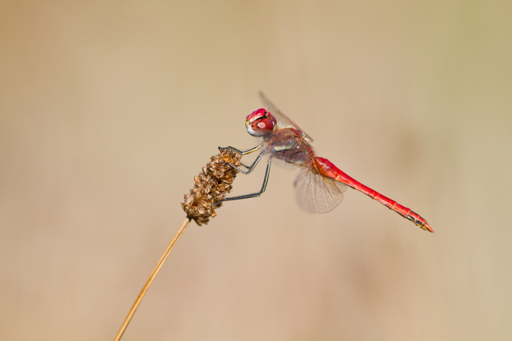 Sympetrum fonscolombii