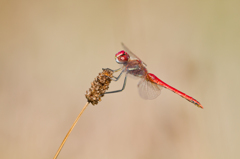 Sympetrum fonscolombii