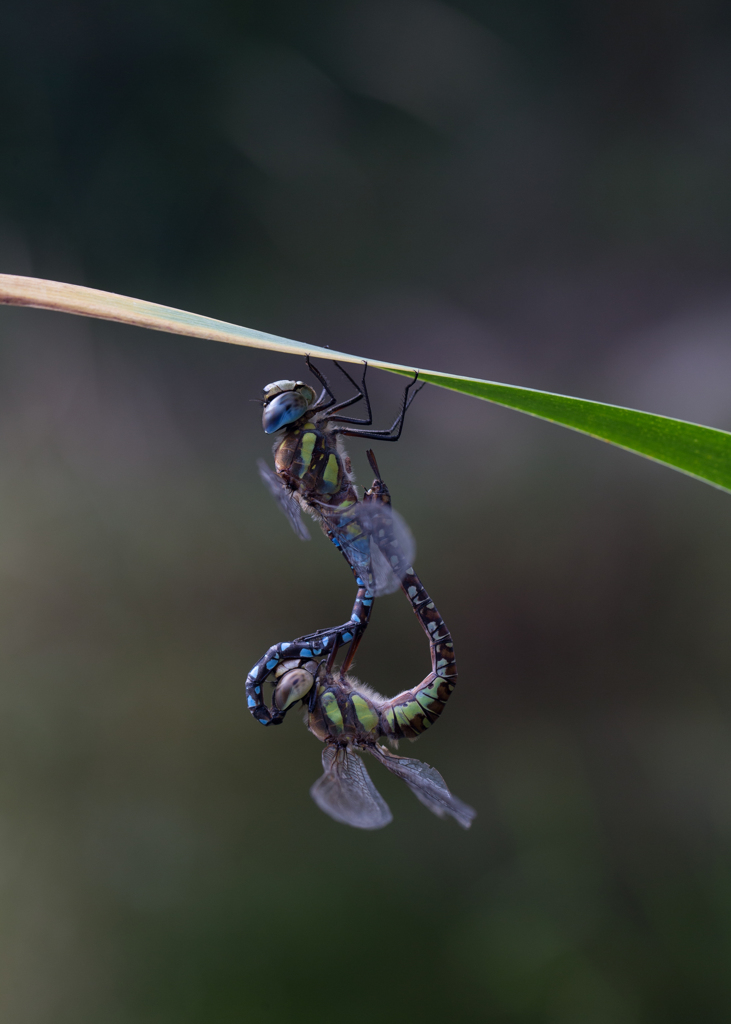 Aeshna mixta 