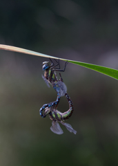 Aeshna mixta 