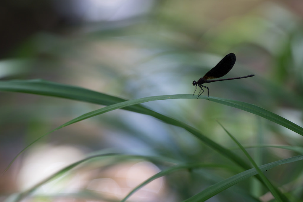 Calopteryx haemorrhoidalis