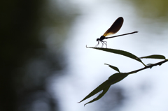 Calopteryx haemorrhoidalis