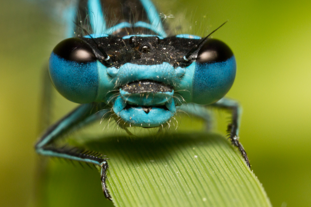 Coenagrion mercuriale　（イトトンボ科）