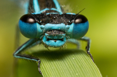 Coenagrion mercuriale　（イトトンボ科）