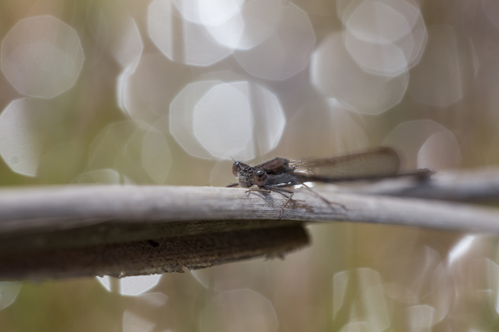 Sympecma fusca 