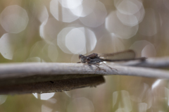 Sympecma fusca 