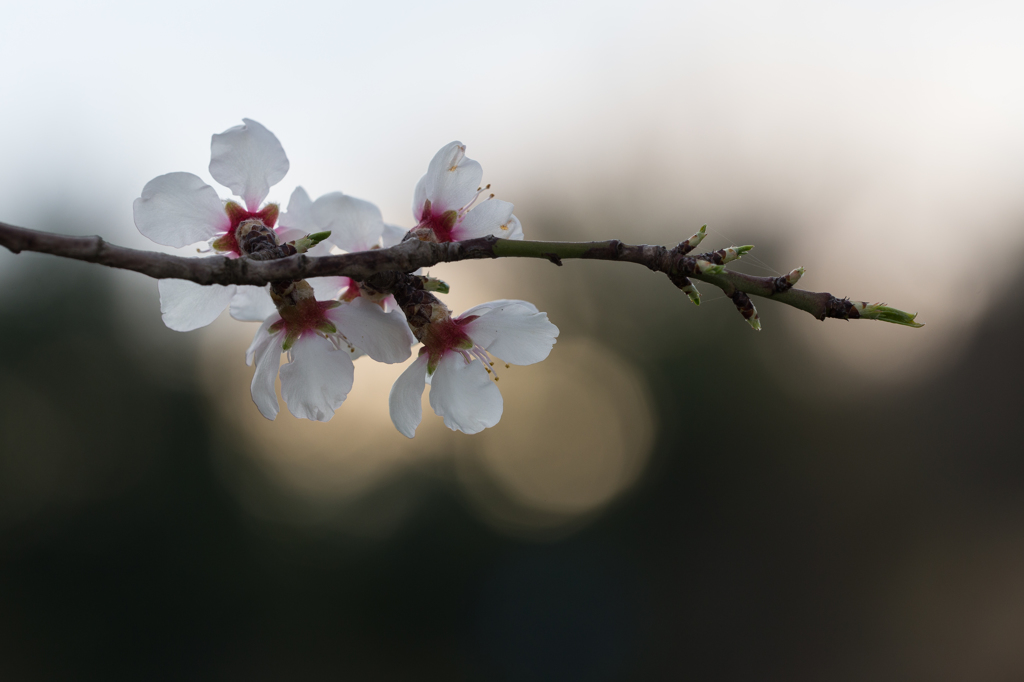 アーモンドの木に咲いた花 2