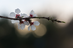 アーモンドの木に咲いた花 2