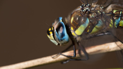 Aeshna mixta