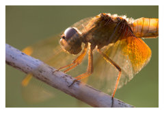 Crocothemis servilia mariannae ショウジョウトンボ