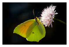 Gonepteryx cleopatra 