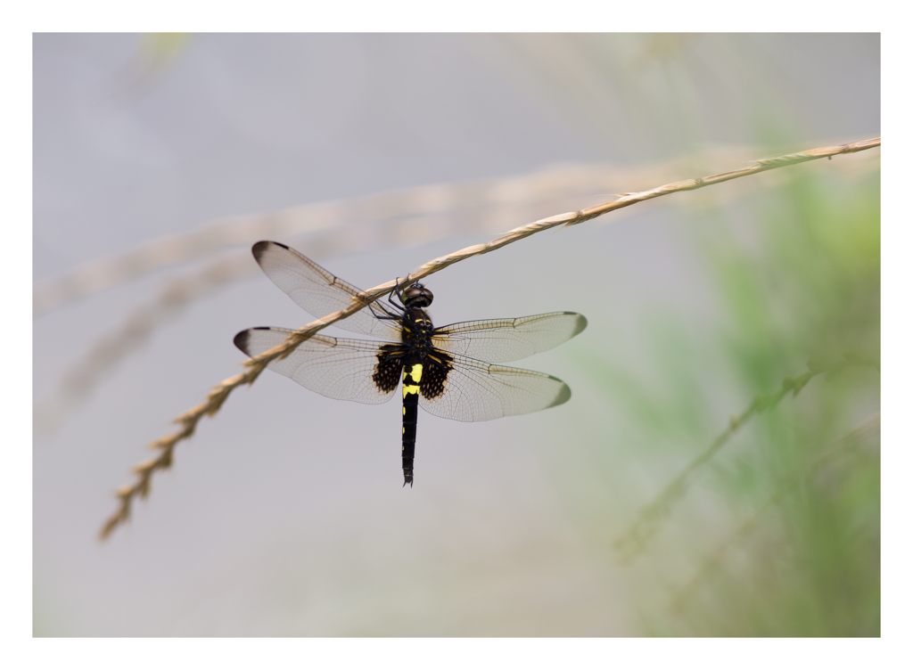 Pseudothemis zonata コシアキトンボ