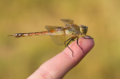 Anax ephippiger （ヒメギンヤンマ）