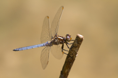 Orthetrum coerulescens