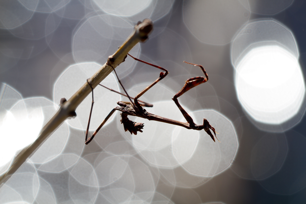 Empusa pennata