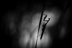 Mante in black