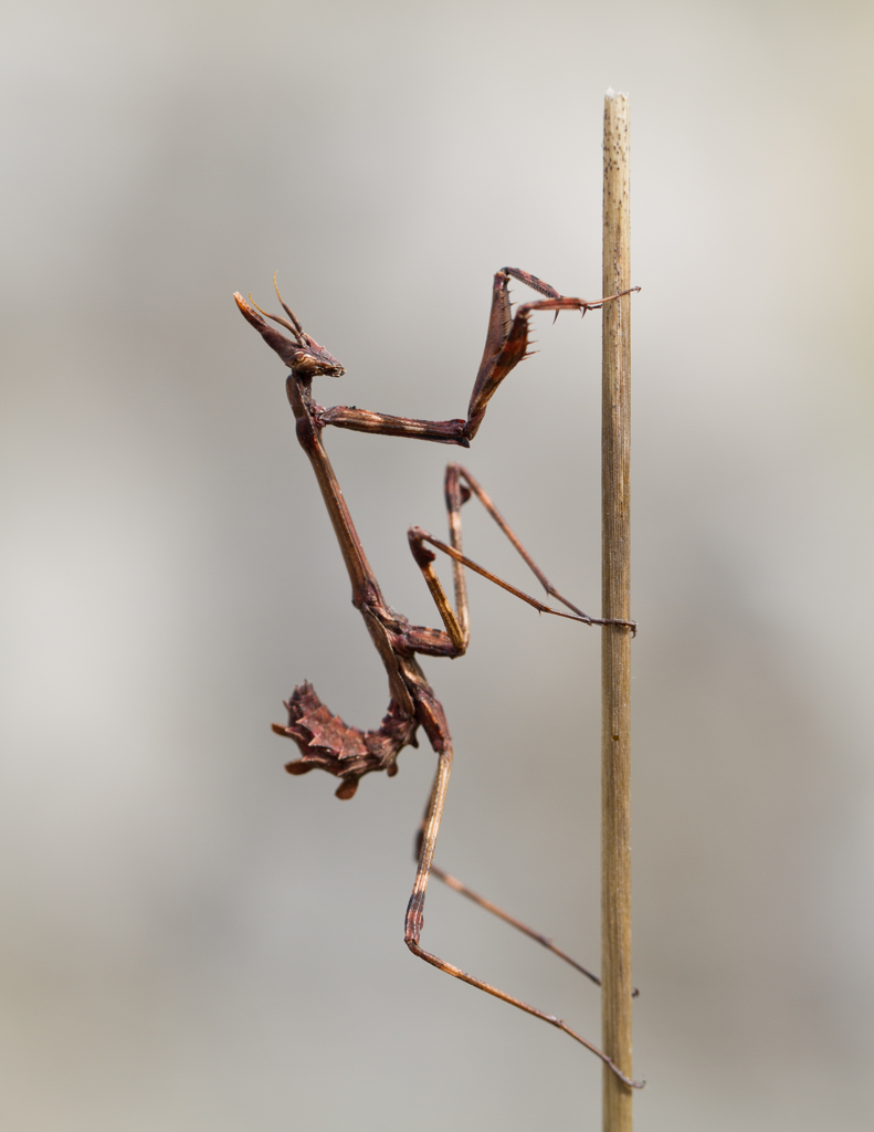 Empusa pennata　（カマキリ科、ヒゲクシカマキリ）