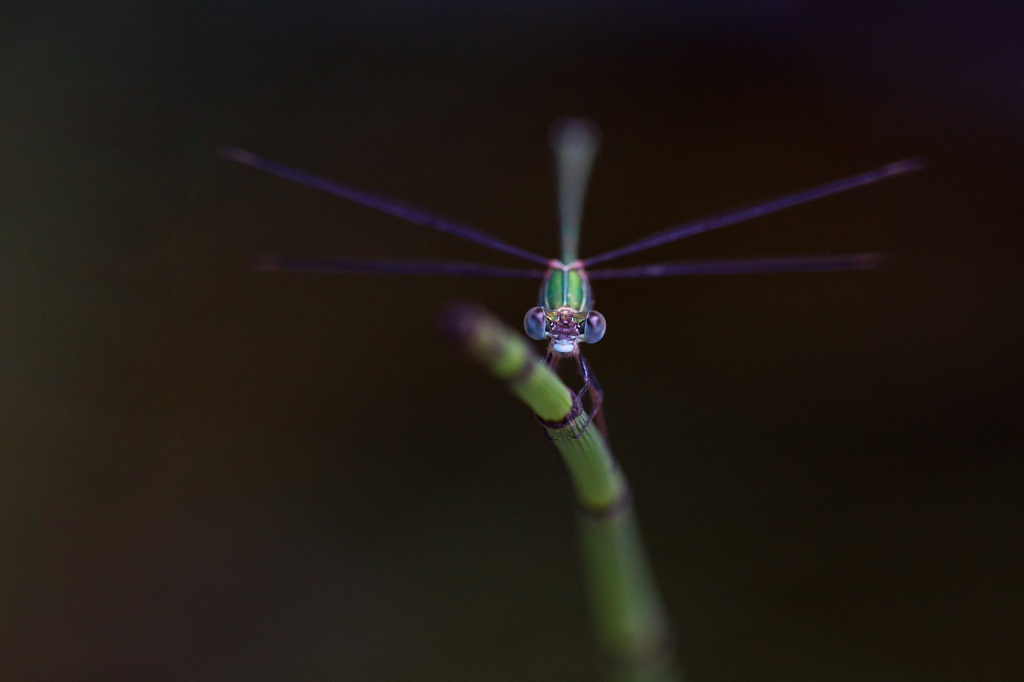 Lestes viridis