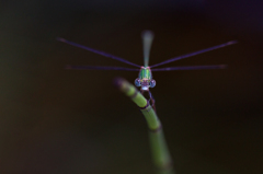 Lestes viridis