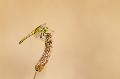 Sympetrum sanguineum　（アカトンボ科）