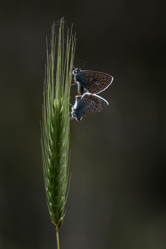 Polyommatus icarus