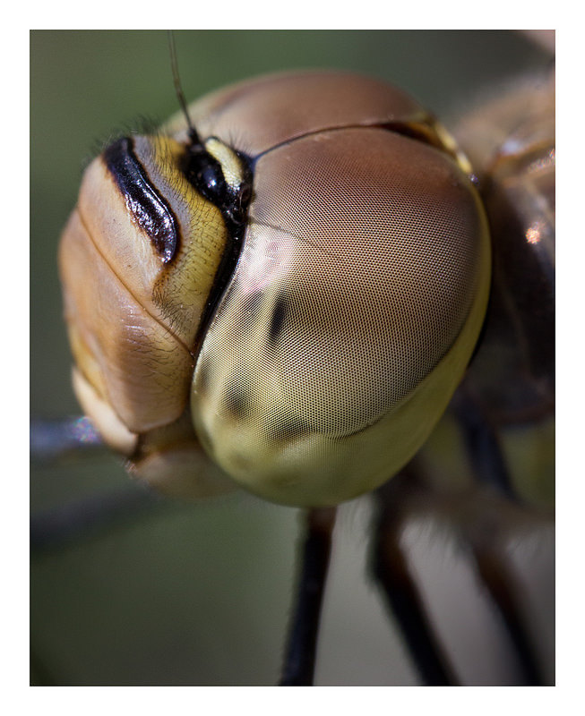 Hemianax ephippiger ヒメギンヤンマ