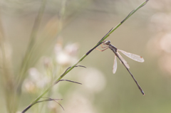 Lestes virens