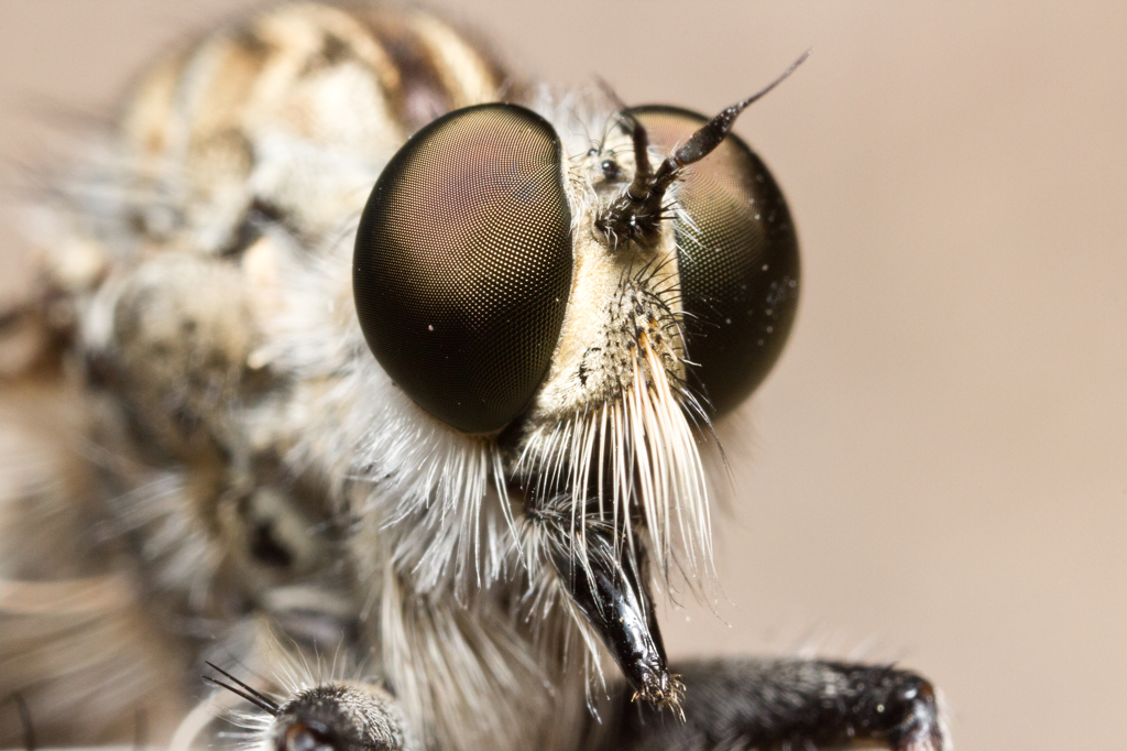 Asilidae　（アブ科）
