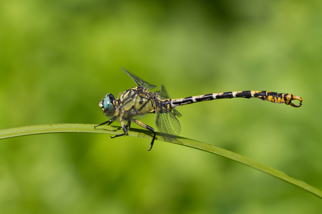 Onychogomphus forcipatus