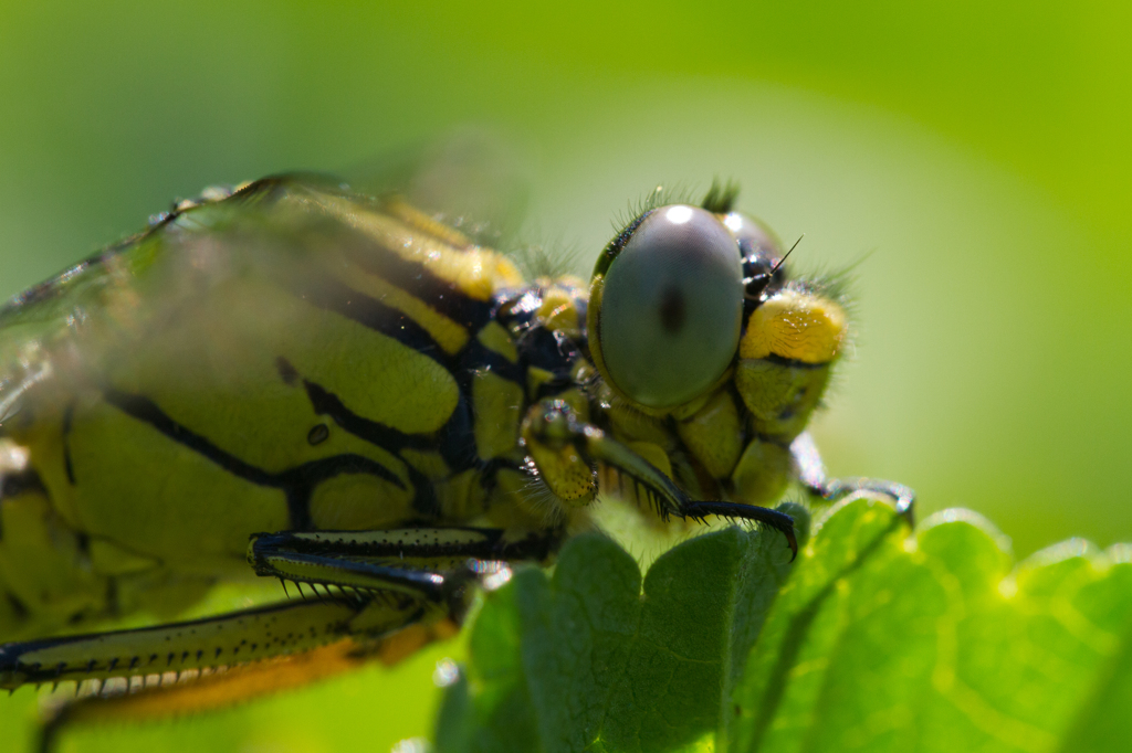 Gomphus simillimus