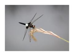 Pseudothemis zonata コシアキトンボ