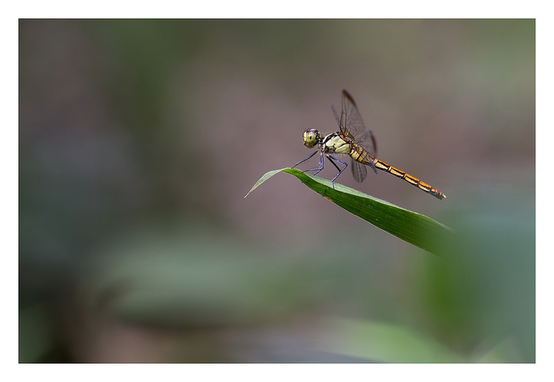 Sympetrum sp.