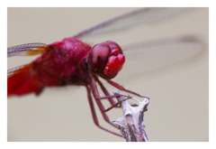 Crocothemis servilia mariannae ショウジョウトンボ