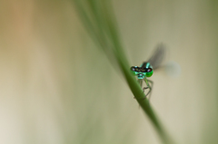 Ischnura elegans