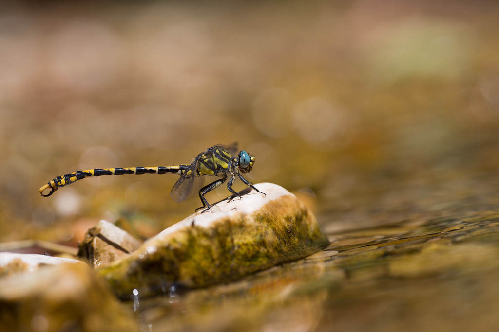 Onychogomphus uncatus
