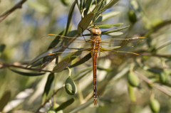 Anax ephippiger （ヒメギンヤンマ）