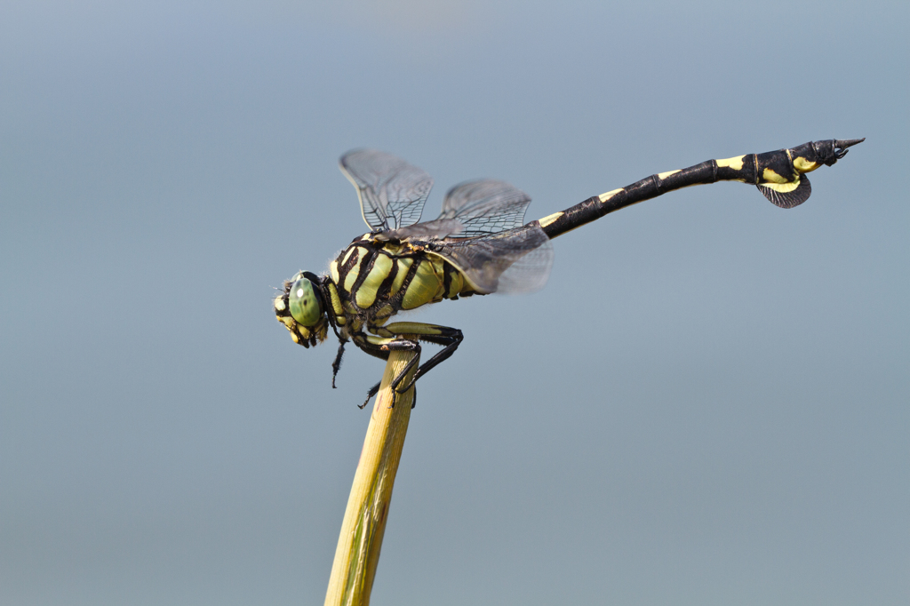 ウチワヤンマ（Sinictinogomphus clavatus）