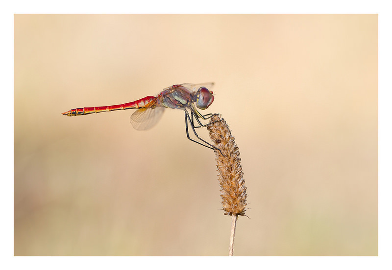 Sympetrum fonscolombii 