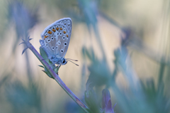 Polyommatus icarus