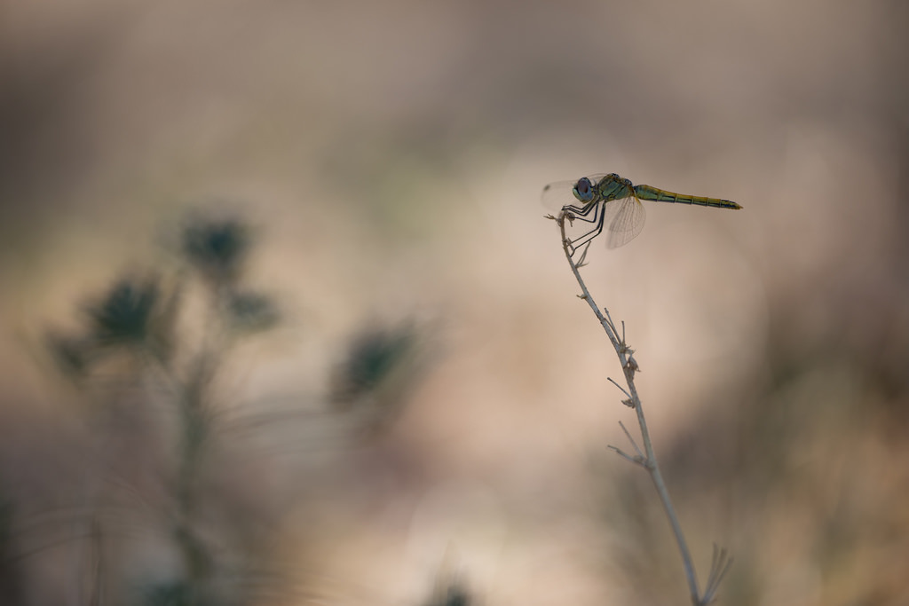 Sympetrum fonscolombii