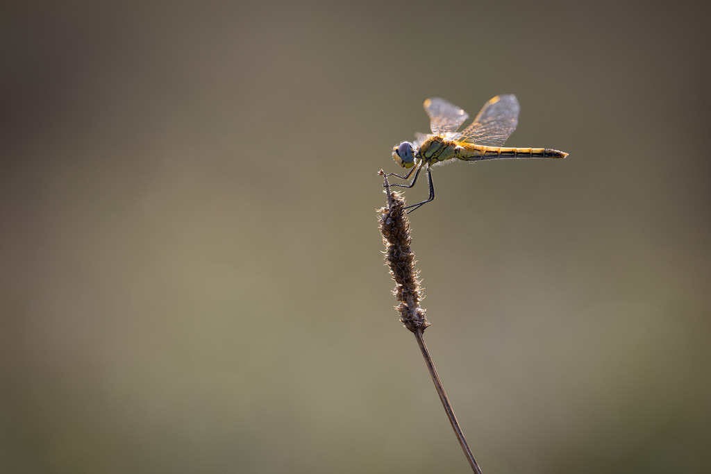 Sympetrum fonscolombii